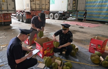 Lạng Sơn: Hoạt động thông quan mặt hàng sầu riêng vẫn diễn ra bình thường