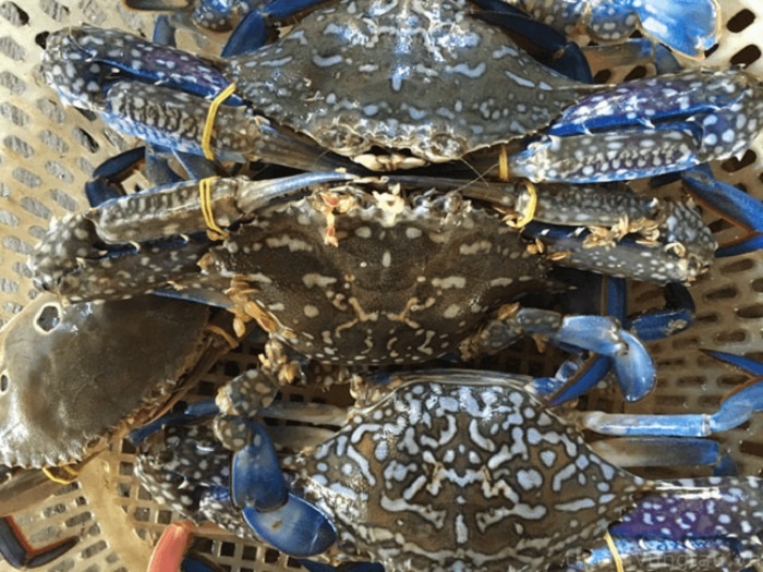 Mỹ tạm hoãn lệnh cấm nhập khẩu ghẹ của Việt Nam Mỹ tạm hoãn lệnh cấm nhập khẩu ghẹ của Việt Nam