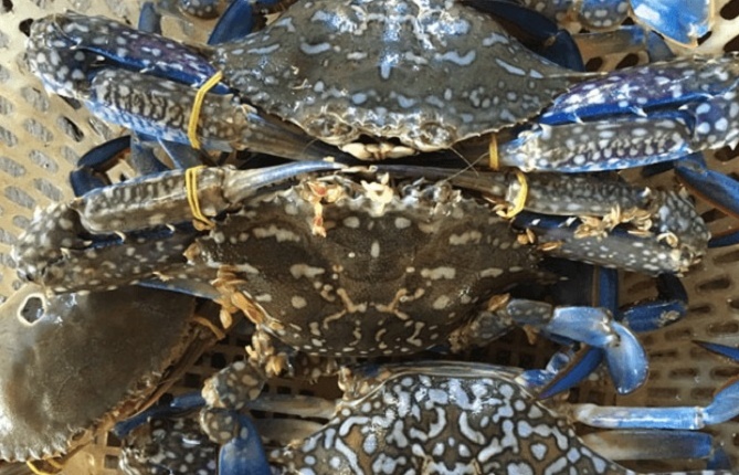 Mỹ tạm hoãn lệnh cấm nhập khẩu ghẹ của Việt Nam