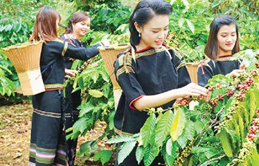 Cà phê Việt bứt phá ngoạn mục trên thị trường thế giới