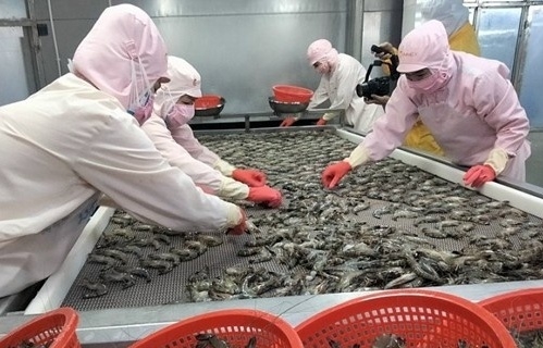 Hoàn thiện chuỗi cung ứng tôm: Chìa khóa mở rộng thị phần xuất khẩu