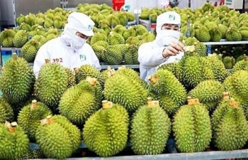 Sầu riêng dẫn dắt tăng trưởng, mở rộng xuất khẩu