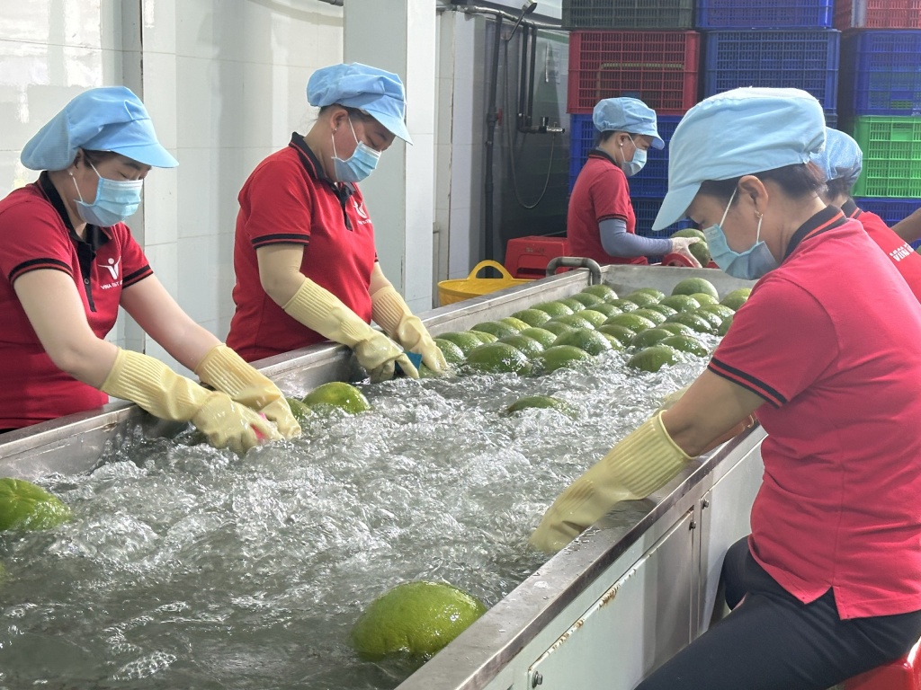 Bưởi xuất khẩu Bưởi xuất khẩu