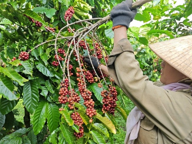 Cà phê Việt định vị lại vị thế trên thị trường thế giới Cà phê Việt định vị lại vị thế trên thị trường thế giới