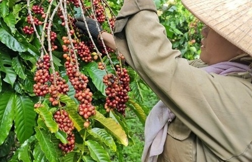 Cà phê Việt định vị lại vị thế trên thị trường thế giới