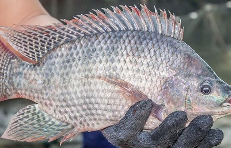 Xuất khẩu cá rô phi tăng đột biến