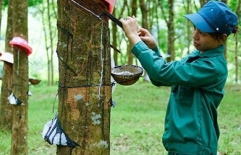 Xuất khẩu cao su Việt giảm mạnh trong tháng 10