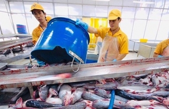 Xuất khẩu cá tra sang thị trường Trung Quốc tăng mạnh trở lại