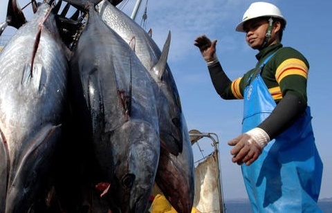 Cá ngừ Việt: Điểm sáng thị trường và những thách thức