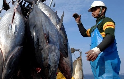 Cá ngừ Việt: Điểm sáng thị trường và những thách thức