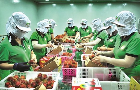 Giữ vững thị phần nông sản Việt tại thị trường Trung Quốc