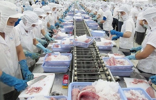 Xuất khẩu mực, bạch tuộc Việt Nam tiếp tục đà tăng mạnh