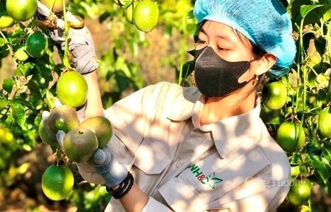 Gia Lai mở rộng hợp tác với Singapore, tạo xung lực mới cho nông sản xuất khẩu