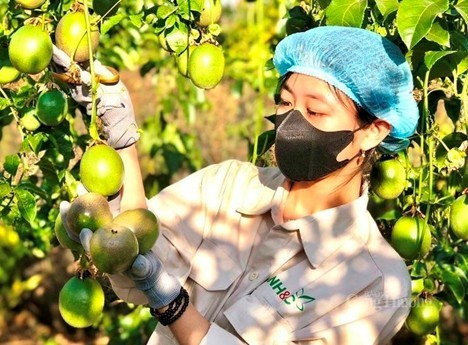 Tỉnh Gia Lai tập trung chuẩn hóa vùng nguyên liệu, hình thành chuỗi liên kết sản xuất - chế biến - tiêu thụ, tạo điều kiện để nông sản vươn ra thị trường quốc tế.