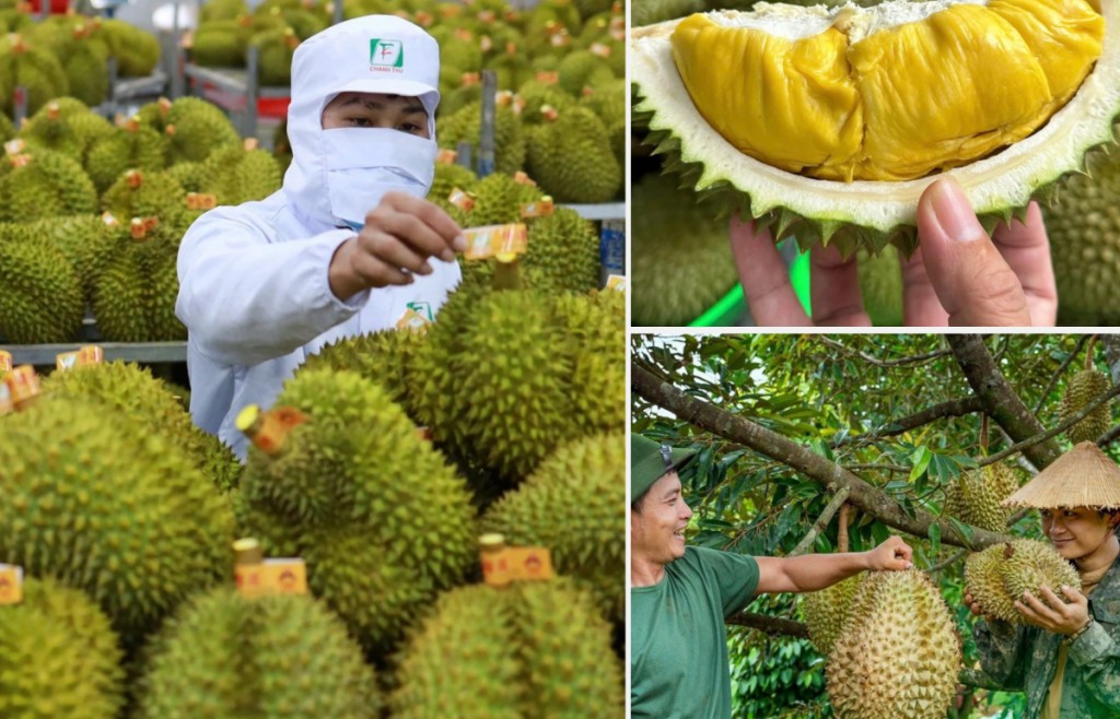 Xuất khẩu sầu riêng có thể cán mốc 4 tỷ USD trong năm 2025
