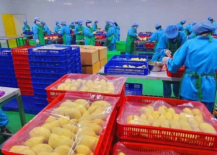 Các doanh nghiệp Việt Nam nỗ lực tìm kiếm thị trường và tăng cường xuất khẩu sầu riêng đông lạnh. 