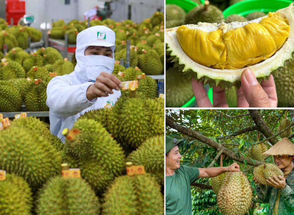 Nâng cấp vùng trồng - chuẩn hóa chuỗi sản xuất để giữ đà tăng trưởng