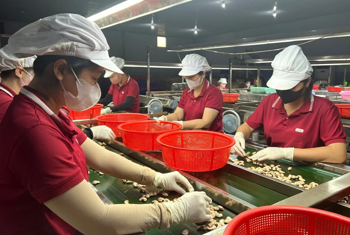 Trung Quốc trở thành thị trường lớn nhất của hạt điều Việt Nam.