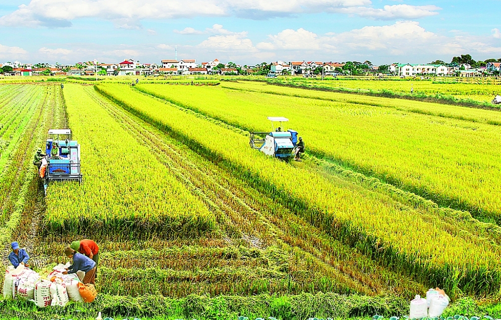 Cần chính sách tốt hơn trong tập trung đất đai để phát triển nông nghiệp