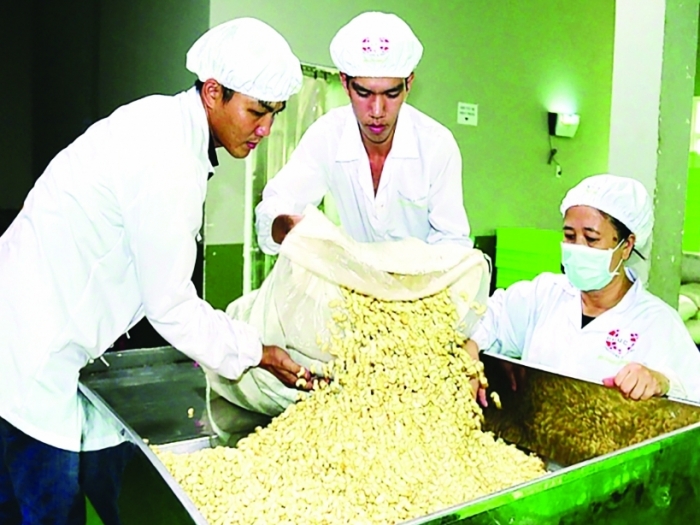Thách thức lớn của ngành điều tại vị trí số 1 thế giới