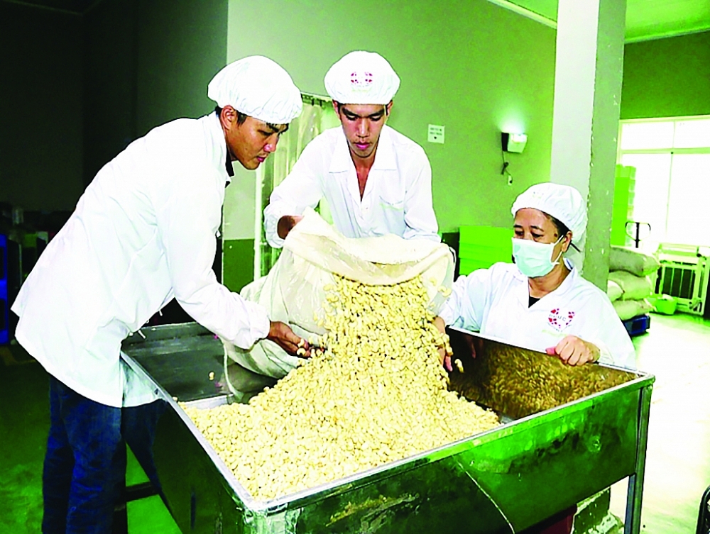 Giữ vị trí số 1 thế giới, nhưng Việt Nam mới chỉ tham gia 18% trong chuỗi giá trị ngành điều. 	Ảnh: N.H