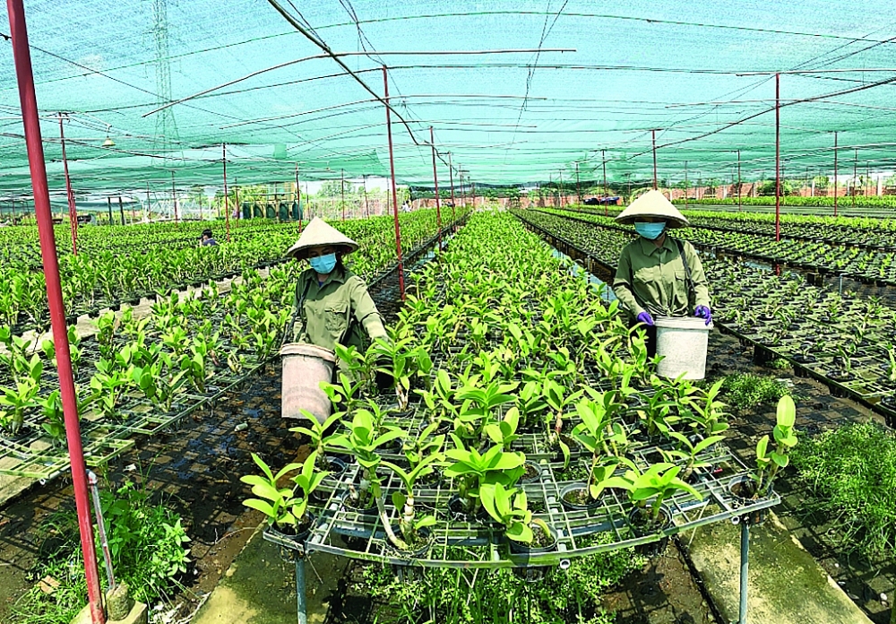 Người lao động chăm sóc hoa lan tại vườn lan Ngọc Đan Vy. 	Ảnh: N.H