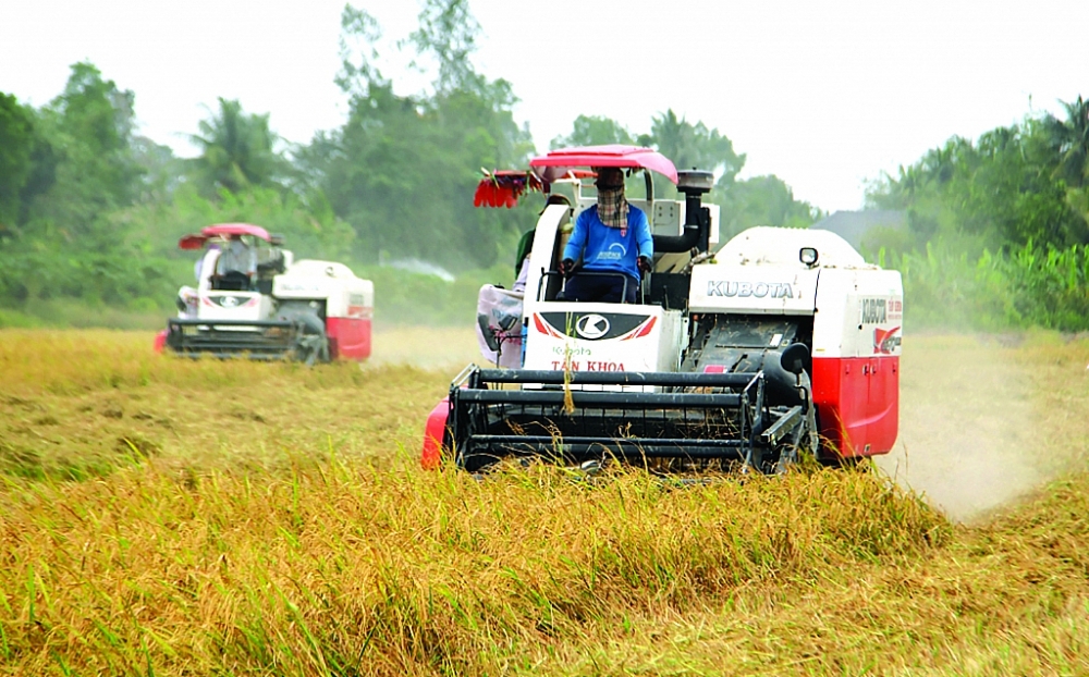 Giá trị thương mại ngành lúa gạo Việt Nam hoàn toàn có thể nâng cao hơn nếu làm tốt khâu xây dựng thương hiệu. 	Ảnh: Nguyễn Thanh
