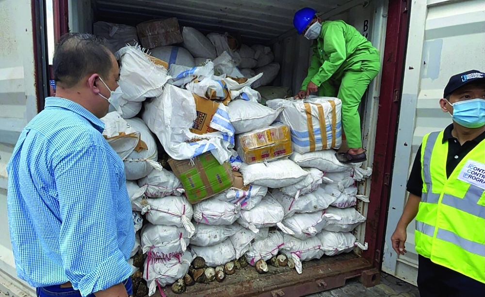 Container cá ngựa nhập lậu được ngụy trang bên ngoài bằng vỏ ốc tại cảng Cát Lái. 	 	Ảnh: L.T
