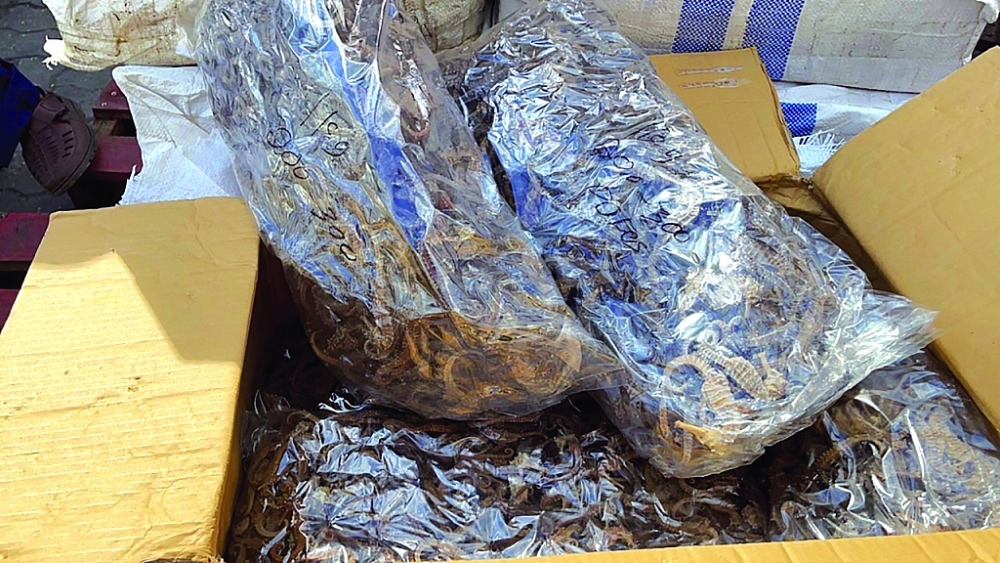 Tang vật gần 600 kg cá ngựa nhập lậu tại cảng Cát Lái. 	Ảnh: L.T