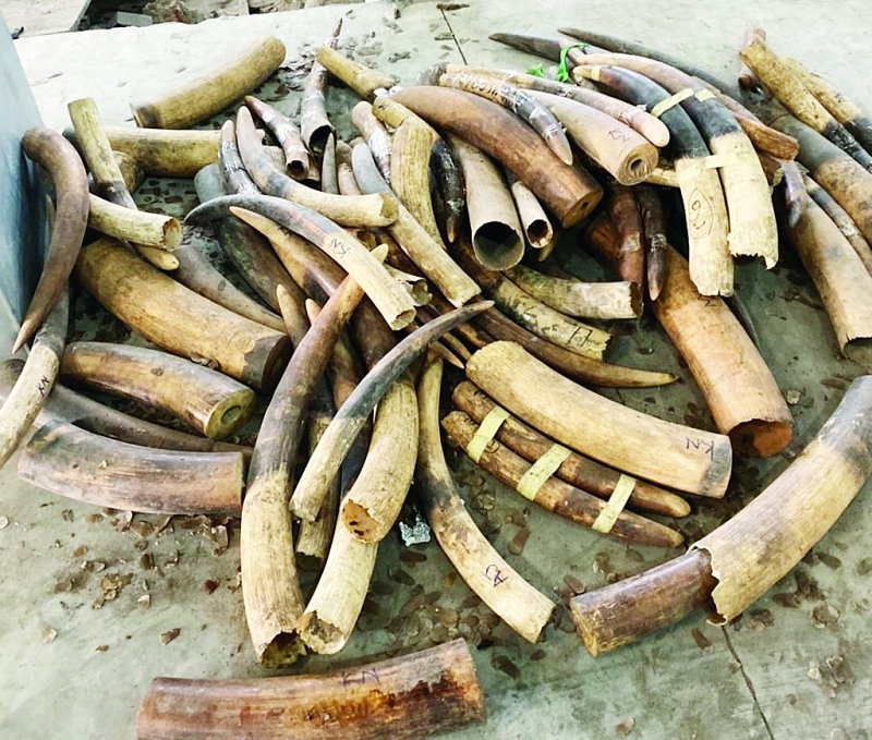 kho khan trong dau tranh voi toi pham van chuyen trai phep dong vat hoang da 127598
