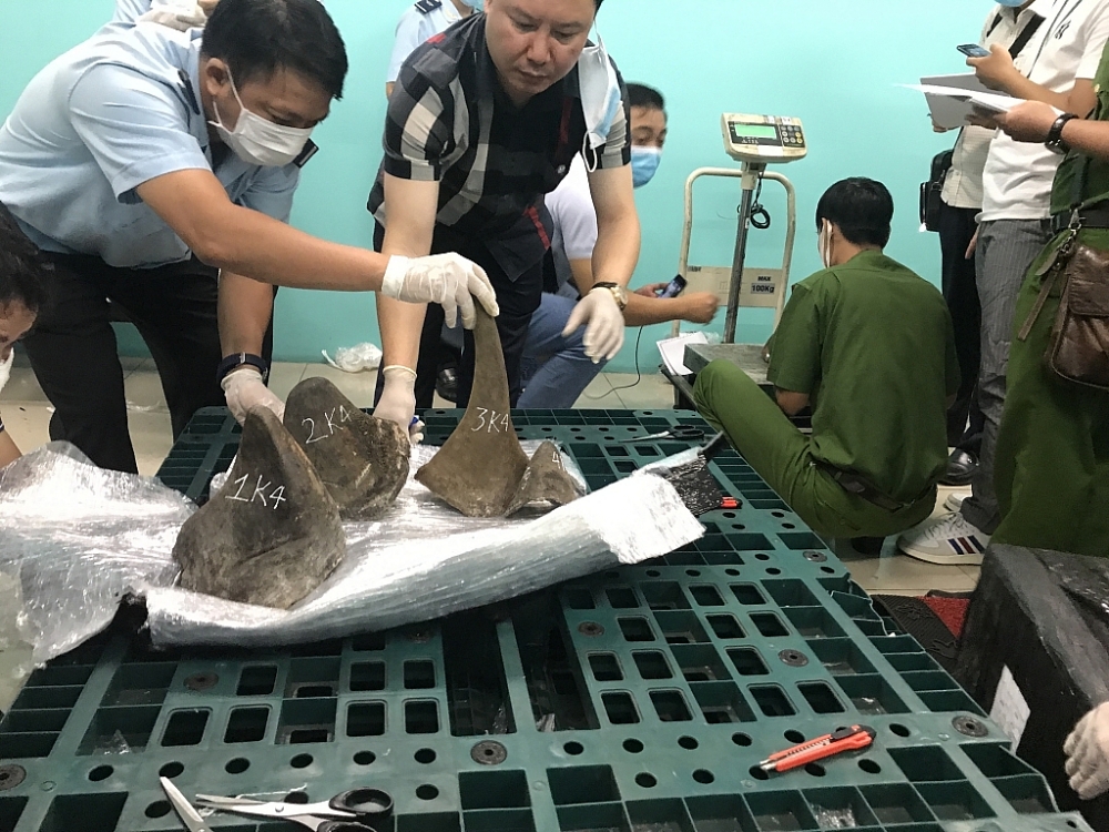 Công chức Hải quan kiểm tra các kiện hàng chứa sừng  tê giác  Ảnh: T.H