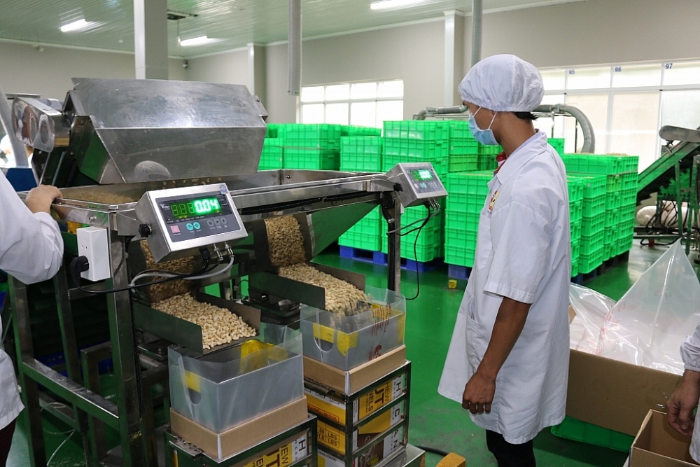 Dây chuyền sản xuất, chế biến hạt điều của Công ty Phúc An. 	Ảnh: N.H