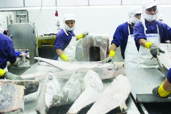 Cở hội mở cho doanh nghiệp xuất khẩu cá ngừ sang Bắc Âu