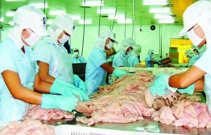 Giải bài toán nguyên liệu cho doanh nghiệp xuất khẩu cá tra