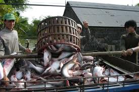 du thao nghi dinh quan ly ca tra lan 6 van con bat cap