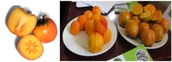Hồng không hạt Quản Bạ được bảo hộ chỉ dẫn địa lý