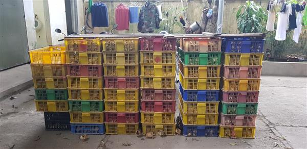 bat giu 7500 con ga giong nhap lau
