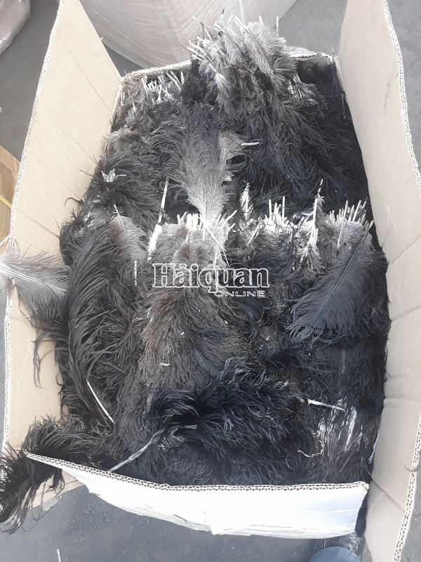 dang kham xet mot container nghi chua hang cam tai cang hai phong