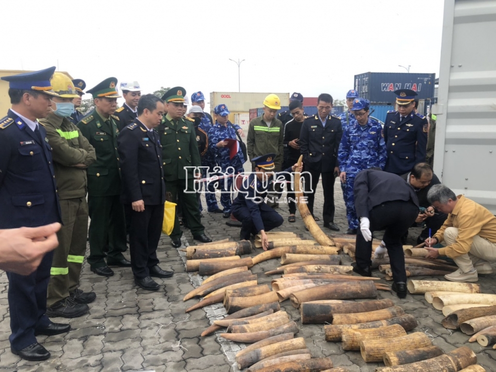Hải quan Hải Phòng chủ trì bắt giữ gần 500 kg ngà voi