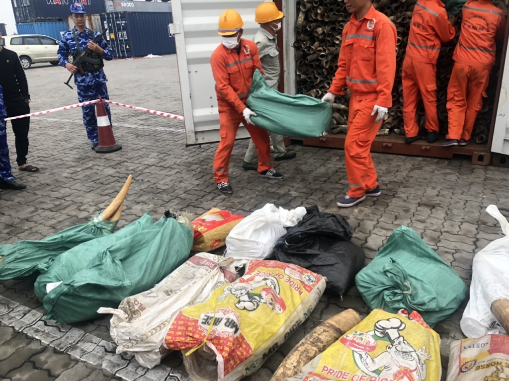 Hình ảnh vụ bắt giữ gần 500 kg ngà voi tại Hải Phòng