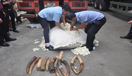 Những chiêu ngụy trang ngà voi tinh vi do Hải quan Hải Phòng phát hiện