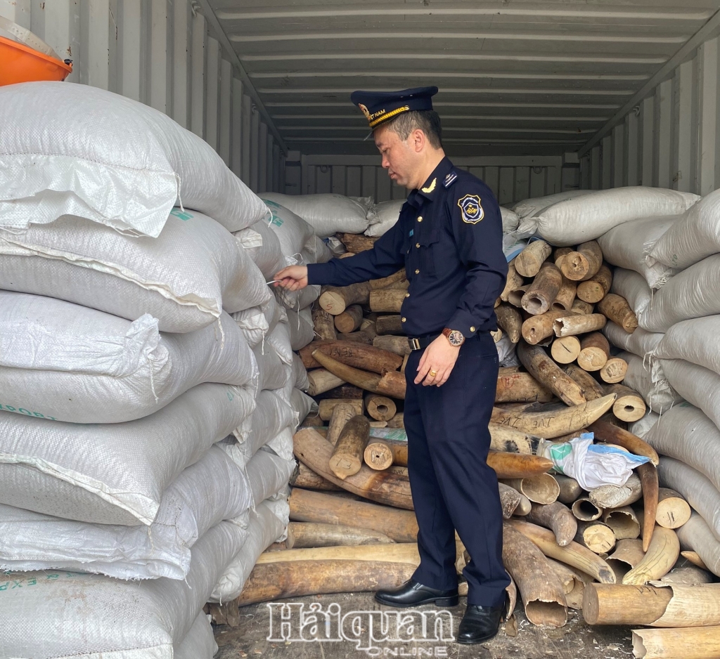 Hình ảnh vụ bắt giữ khoảng 7 tấn ngà voi nhập lậu tại cảng Hải Phòng