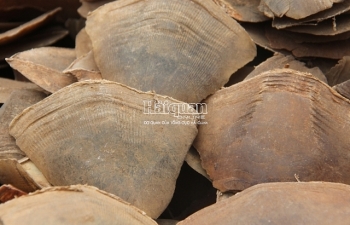 Photos: Hàng trăm bao tải chứa vảy tê tê châu Phi chất đống tại cảng Hải Phòng