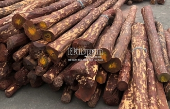 Bắt hơn 10 tấn gỗ quý từ Ấn Độ trị giá nhiều tỷ đồng tại cảng Hải Phòng