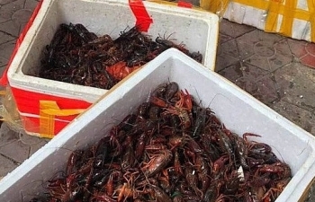 Lạng Sơn: Bắt giữ gần 50 kg tôm càng đỏ nhập lậu