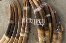 Đề nghị Công an khởi tố vụ vận chuyển hơn 2 tấn ngà voi vảy, tê tê tại Hải Phòng