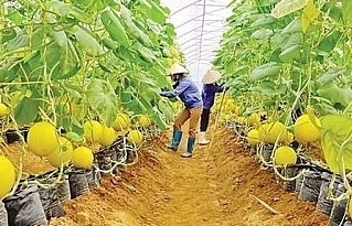 Agribank tiếp sức nông sản Việt vươn ra thế giới