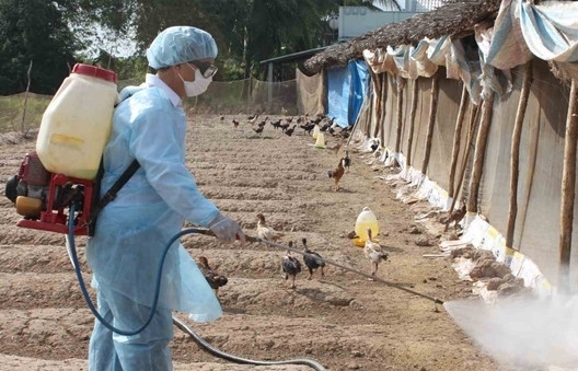 Cúm gia cầm lây lan diện rộng đe dọa xuất khẩu động vật