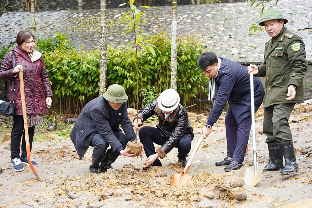 diện tích trồng cây là 100ha tương đương 100.000 cây gỗ quý.