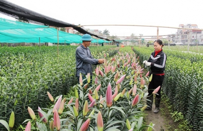 Tạo điều kiện thuận lợi cho phát triển kinh tế tập thể, hợp tác xã